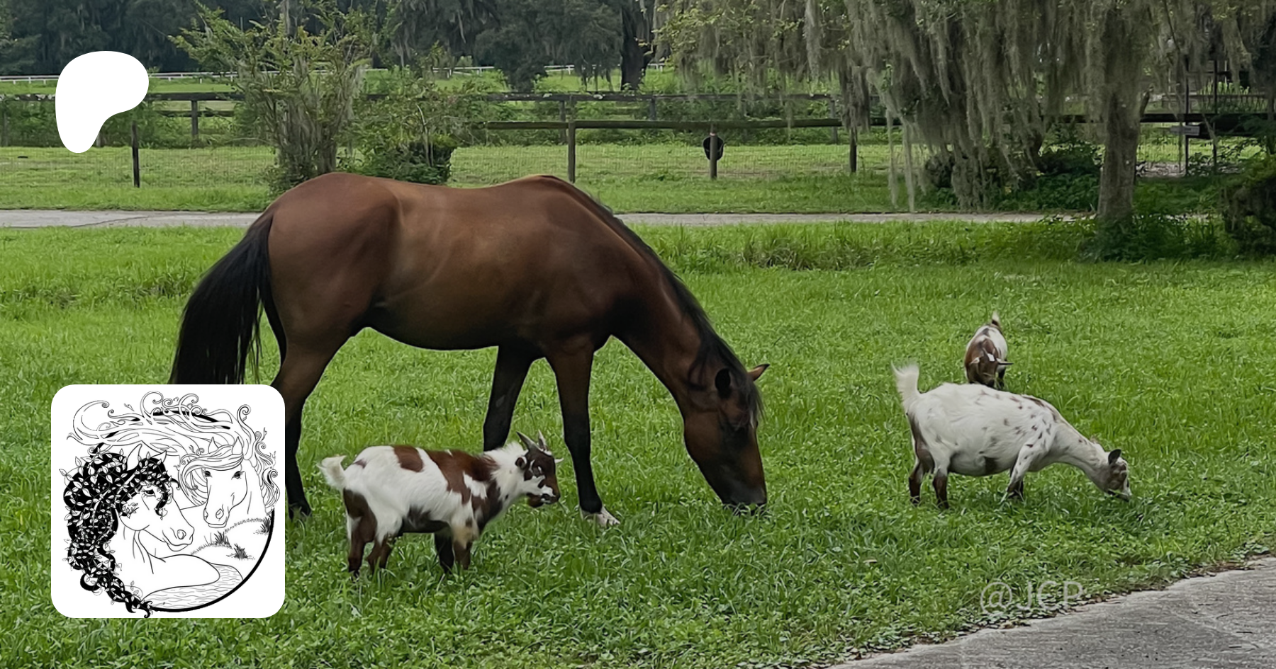 Get more from Happy Valley Horse Rescue Inc. on Patreon