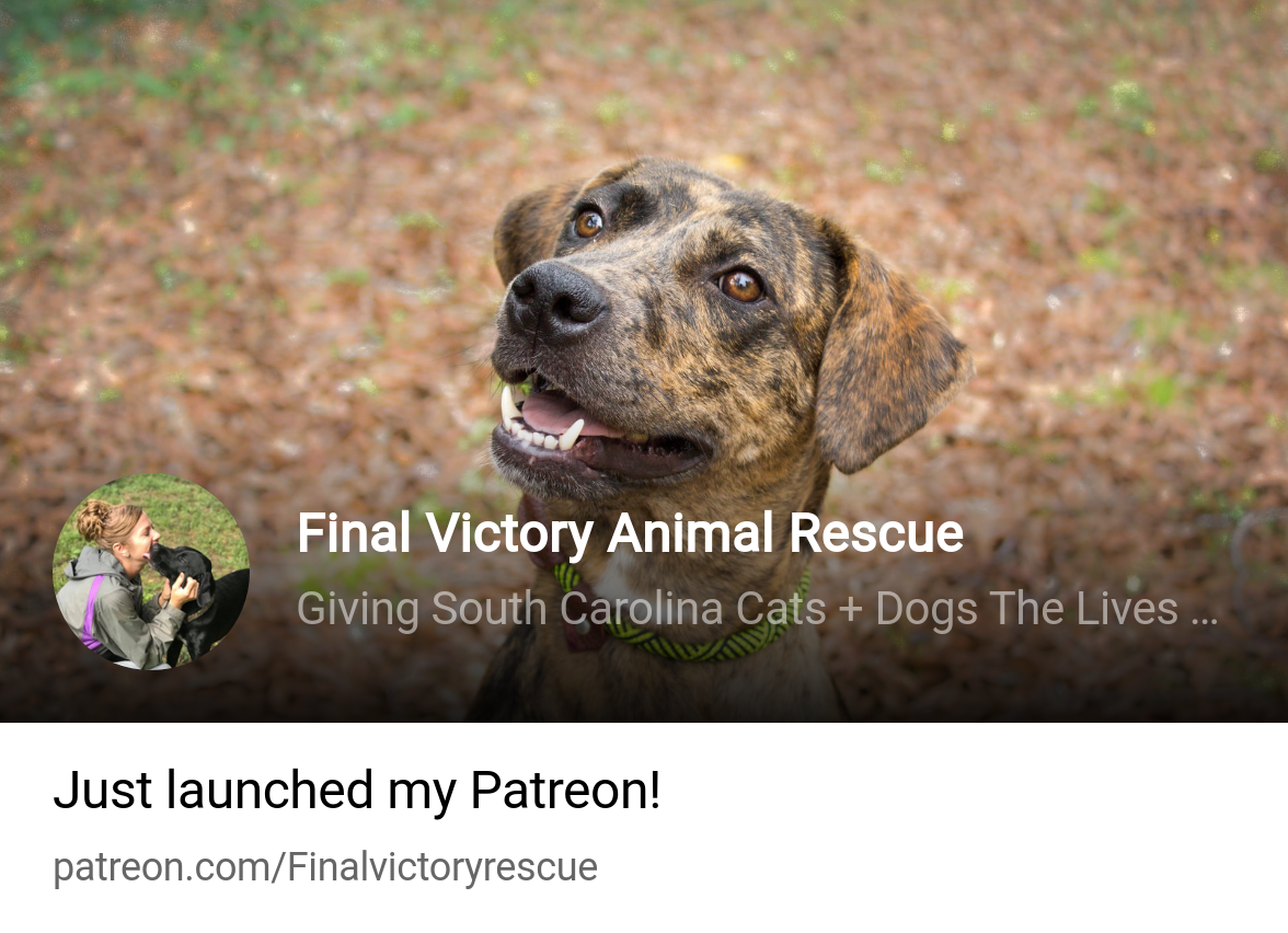 Final Victory Animal Rescue – We help animals on their journey to final  victory.